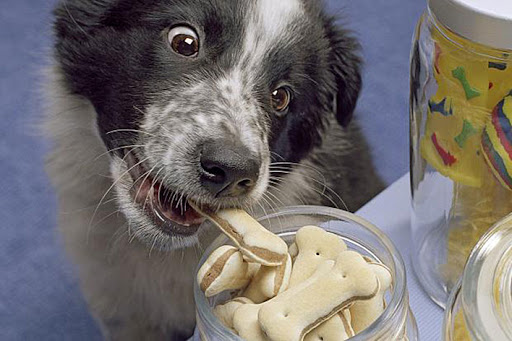 Tendência de mercado pet: alimentação em biscoitos, snacks, bolos